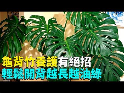 龜背芋適合放室內嗎|3 分鐘認識龜背芋照顧 、種植方法，綠手指必讀完整介。